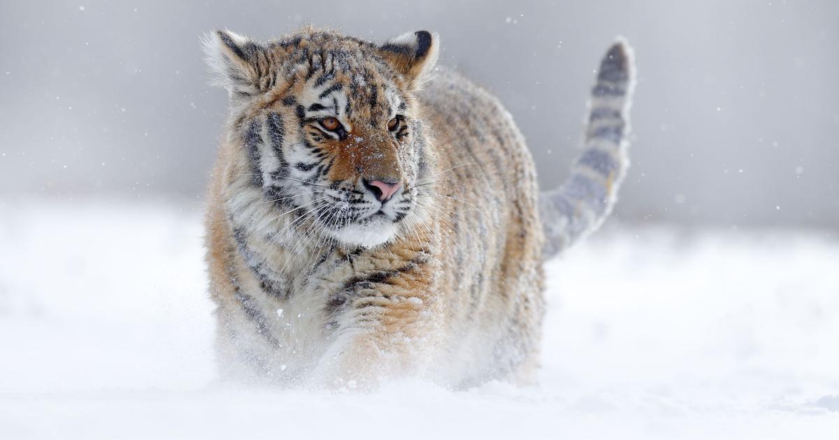 Tiger